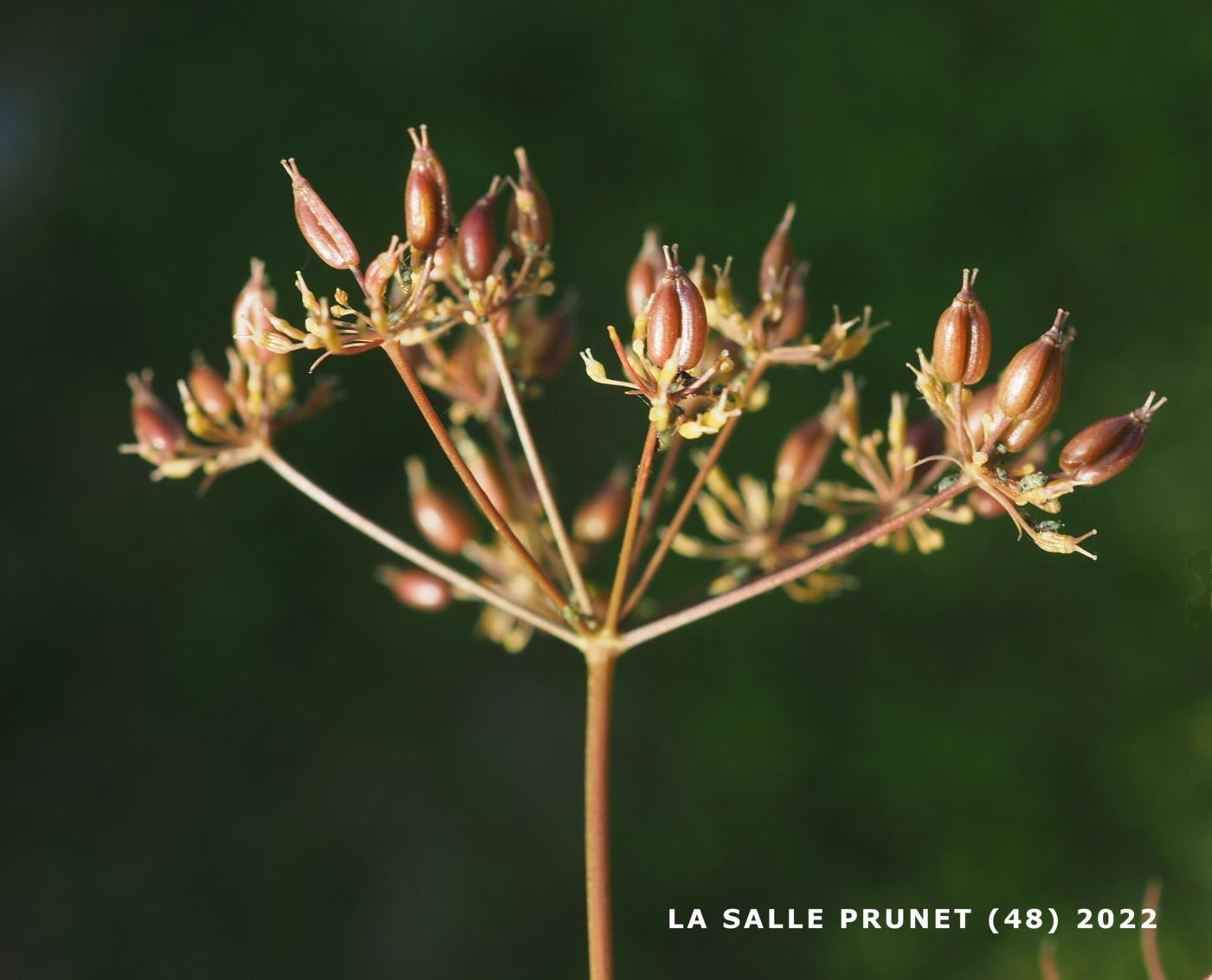 Pignut fruit